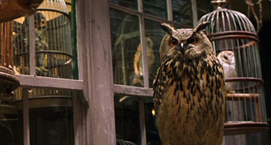 Hibou et chouette dans un magasin, image du film. 