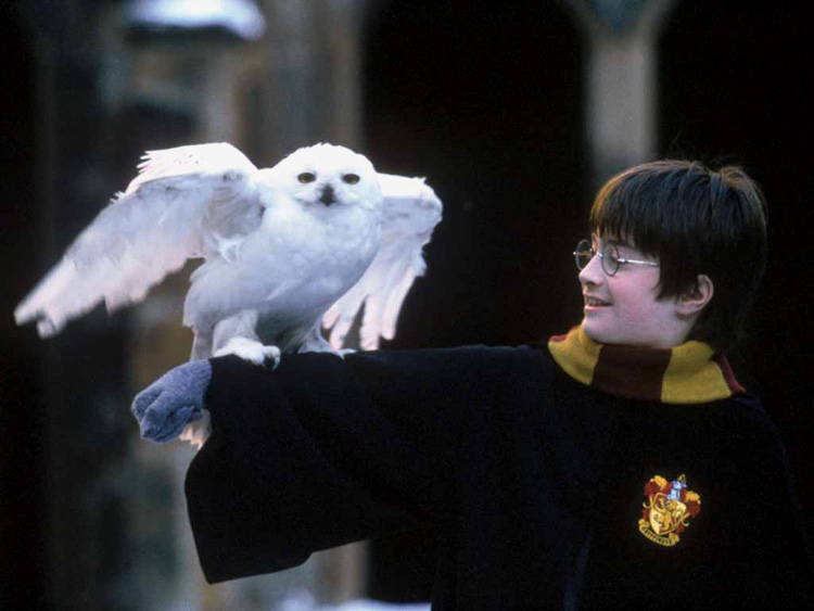 Edwige  Dessin harry potter, Hibou de harry potter, Dessin anglais