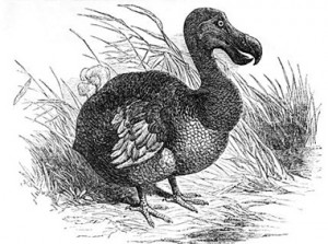 Dessin du dodo tiré de Collection Microsoft Encarta 2005