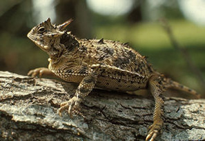 photo de lézard cornu fournie par le Département de la vie sauvage et des parcs du Texas